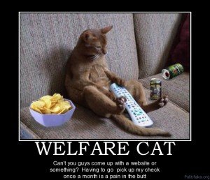 Welfare-Cat-300x258