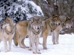 WOLF LEAD